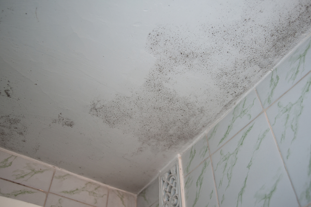 Solved! This Is What Mold On The Ceiling Means—and Here's