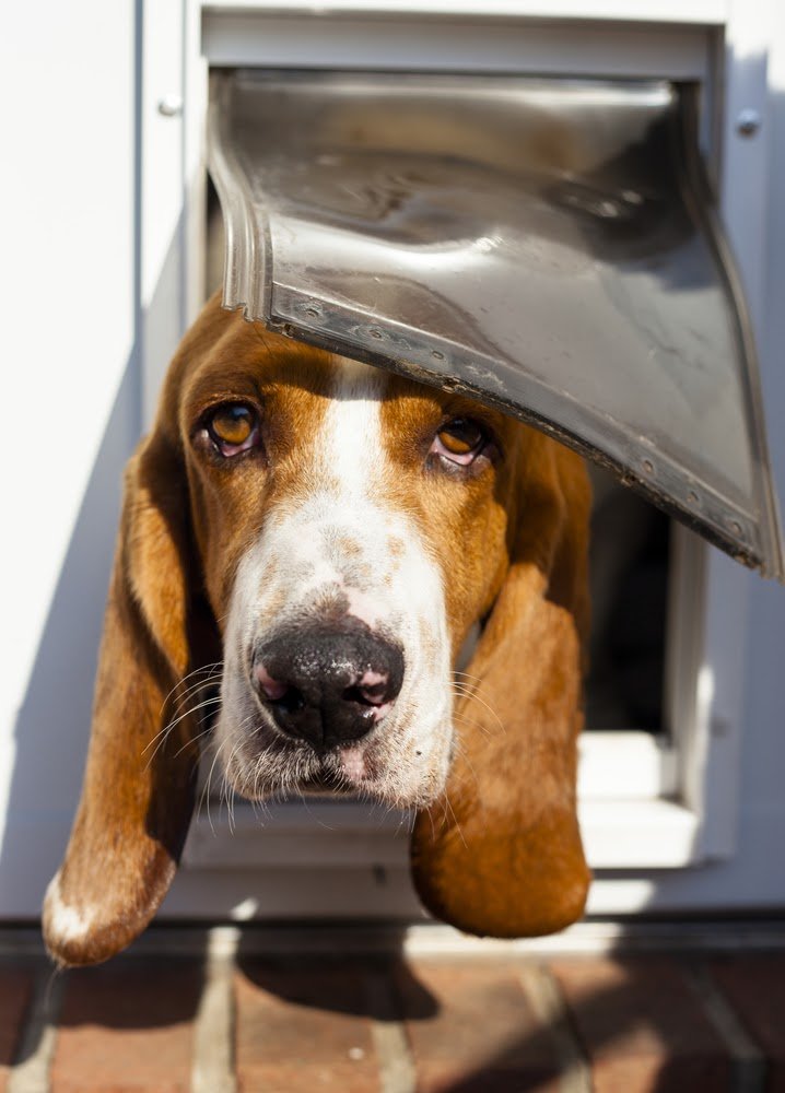 Energy-Efficient Dog Door